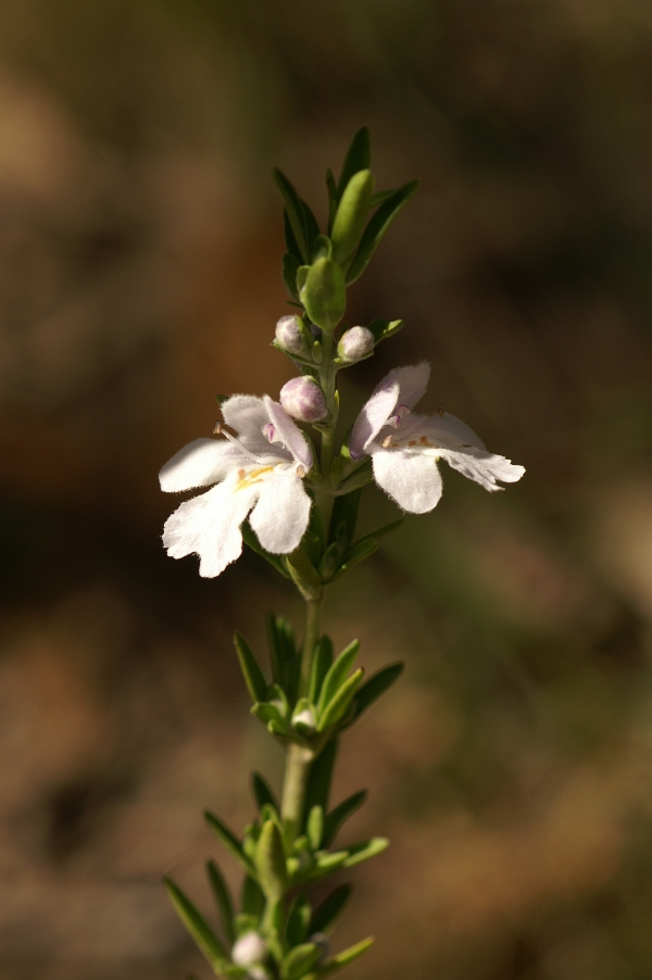 Prostanthera behriana